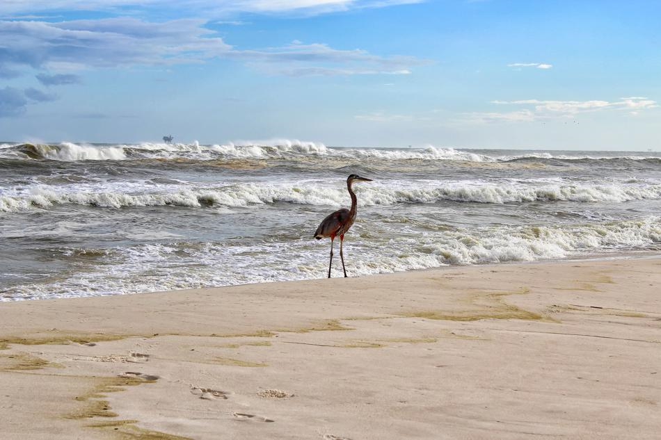 Heron on the Beach