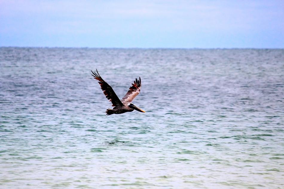 Pelican in Flight